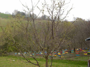 MIODOLAND polaco colmenas de abeja reina depositando miel Polonia 02