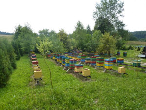 MIODOLAND polaco colmenas de abeja reina depositando miel Polonia 06