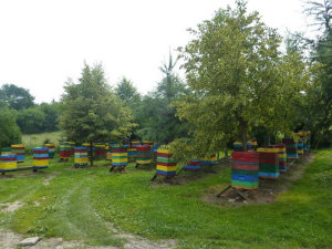MIODOLAND polaco colmenas de abeja reina depositando miel Polonia 09