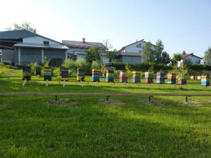 MIODOLAND polaco colmenas de abeja reina depositando miel Polonia 12